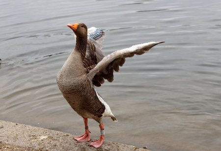 A greylag goose is standing on the shore of a lake.の写真素材