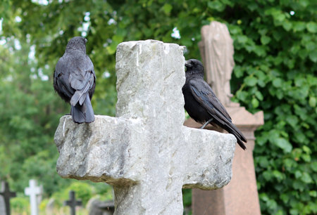 Two ravens sitting on a cross in a cemetery, looking at each other
