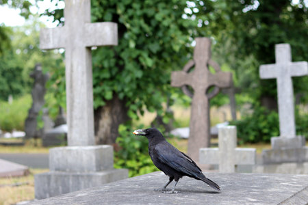 A black crow on a grave with a cross in the background.