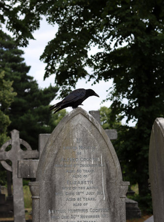 A black crow sits on a gravestone at a cemetery in the UK.の写真素材