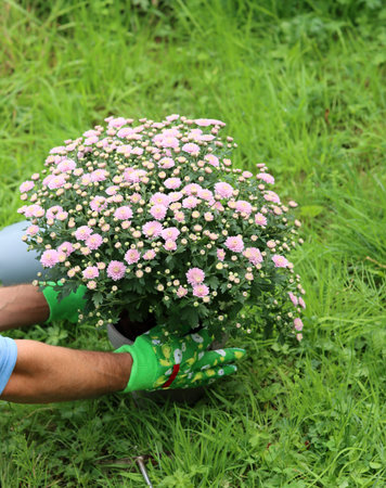 Gardener working in the garden with chrysanthemums