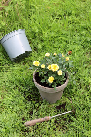 Yellow roses in a flowerpot on green grass backgroundの写真素材