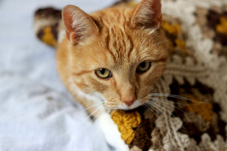 Cute ginger cat with knitted scarf. Selective focus.の写真素材