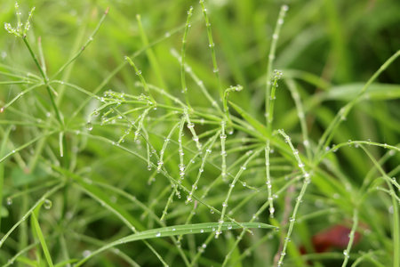 Green grass with dew drops in the morning, close-upの写真素材