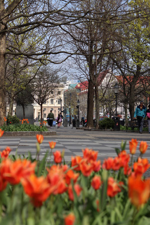 Tulips in the city park in spring, Bratislava, Slovakiaの写真素材