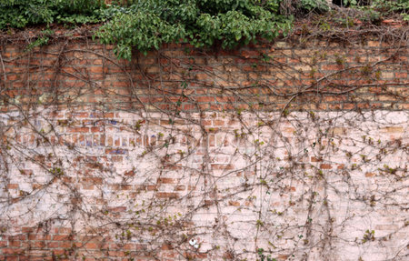 Old brick wall with ivy. Close up photo of textured surfaceの写真素材
