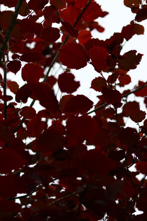 Red leaves of a tree in the autumn forest, close-up