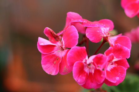 Pink geranium flowers in the garden, closeup of photo