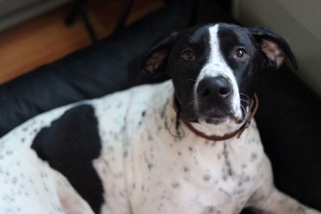 Portrait of a black and white dog sitting on a sofa.