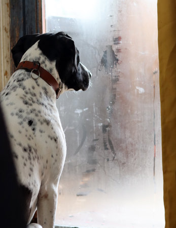 Dog looking out of the window. The concept of loneliness and sadness.の写真素材