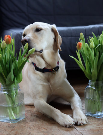 Labrador retriever with a bouquet of tulips at homeの写真素材