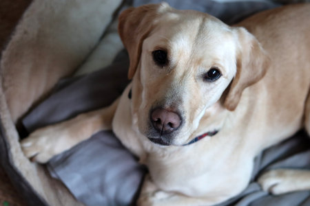 Labrador retriever dog lying on the sofa in the room.の写真素材