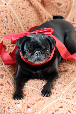 Black pug dog with a red ribbon on a knitted backgroundの写真素材