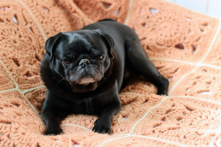 Cute black pug dog lying on knitted blanket, closeupの写真素材