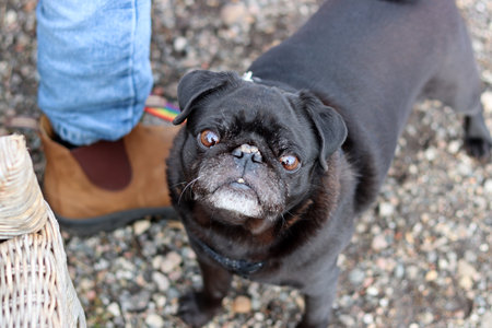 black pug dog on the street.の写真素材