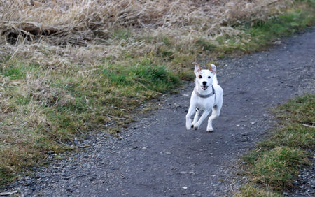 Jack Russell Terrier dog running on a path in the countryside.の写真素材