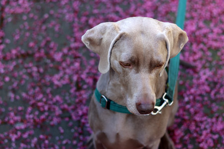 Dog with pink flower petals. Selective focus and shallow depth of field.の写真素材