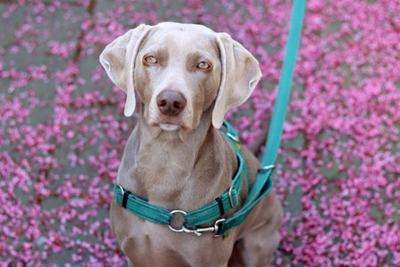 Weimaraner dog in a green harness sits on a leash on a background of pink flowersの写真素材
