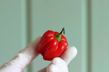 red pepper in the hands of a doctor on a green background.の写真素材