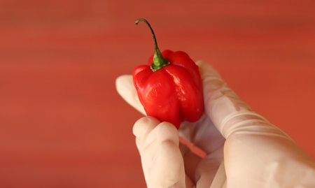 Hand in glove holding red chili pepper on red background, closeupの写真素材