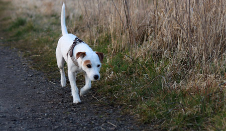Terrier running in the autumn park. Selective focus.の写真素材