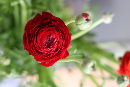 Ranunculus (persian buttercup) in a vaseの写真素材