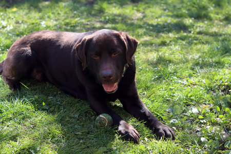Chocolate Labrador lying on the grass and playing with a ball