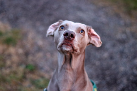 Portrait of a weimaraner dog with blue eyes.の写真素材