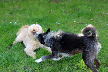 Two dogs playing together in the garden on a sunny day.の写真素材