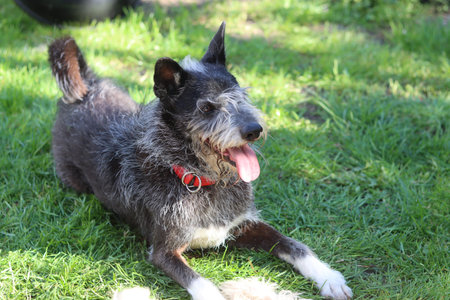 black and gray dog with red collar on the green grass in the park