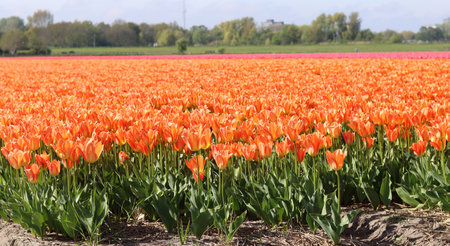 Orange tulips in an agricultural field in Holland on a sunny dayの写真素材