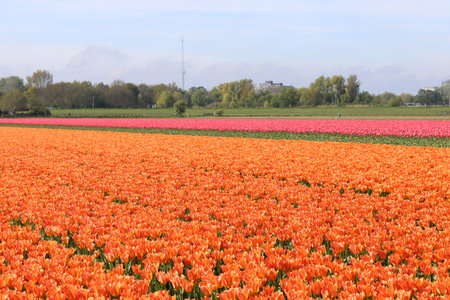 Tulips in an agricultural field in the Netherlands on a sunny dayの写真素材