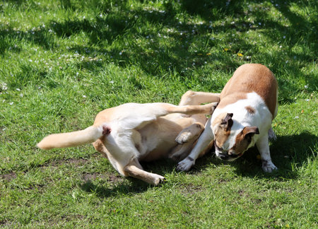 Two dogs playing on the grass in the park. Close up.