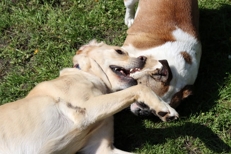 Two dogs playing with each other in the park on a sunny day