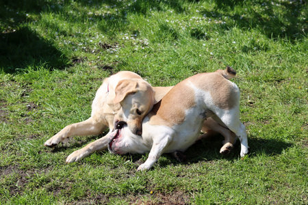 Two labrador retriever dogs playing on the grass in the park