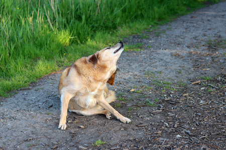 Dog sitting on the road in the park. Selective focus.