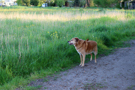 Red dog walks on the path in the park on a summer dayの写真素材
