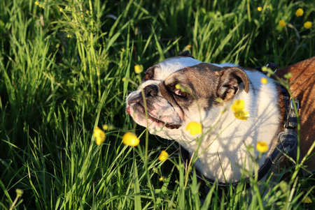 english bulldog in the green grass with yellow flowers in the summerの写真素材