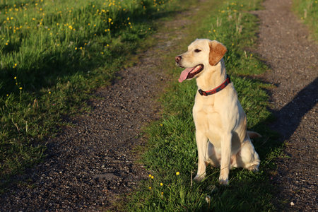 yellow labrador retriever sitting on a path in the spring field