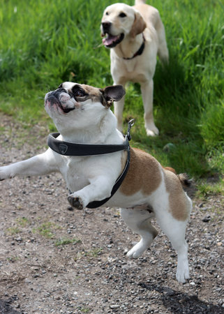 two dogs playing in the park on a sunny day. bulldogの写真素材