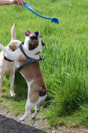 Jack Russell Terrier playing in the park with its owner on a leash