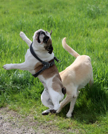english bulldog and puppy playing together on the grass in the parkの写真素材