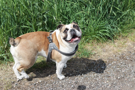 English Bulldog on a walk in the park on a sunny dayの写真素材