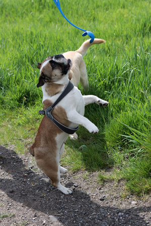two dogs playing on a leash in the park. close-up