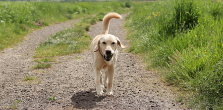 Labrador retriever dog walking on a dirt road in the field