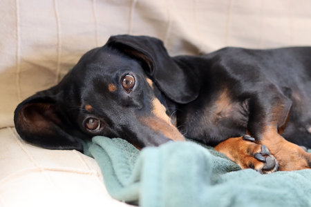 black and tan dachshund dog sleeping on sofa at homeの写真素材