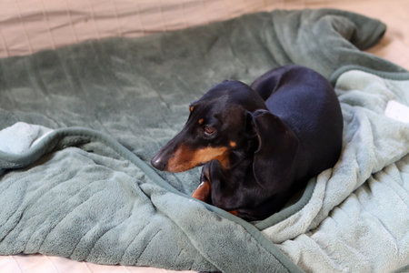 A black and tan Miniature Dachshund lying on a green blanket.の写真素材