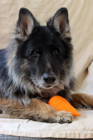 German Shepherd with orange woolen toy on the sofa. Selective focus.の写真素材