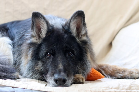 German shepherd dog lying on the sofa with an orange in its mouthの写真素材