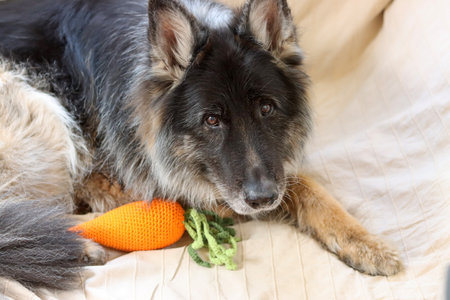 German shepherd dog lying on the bed with a toy in its mouthの写真素材